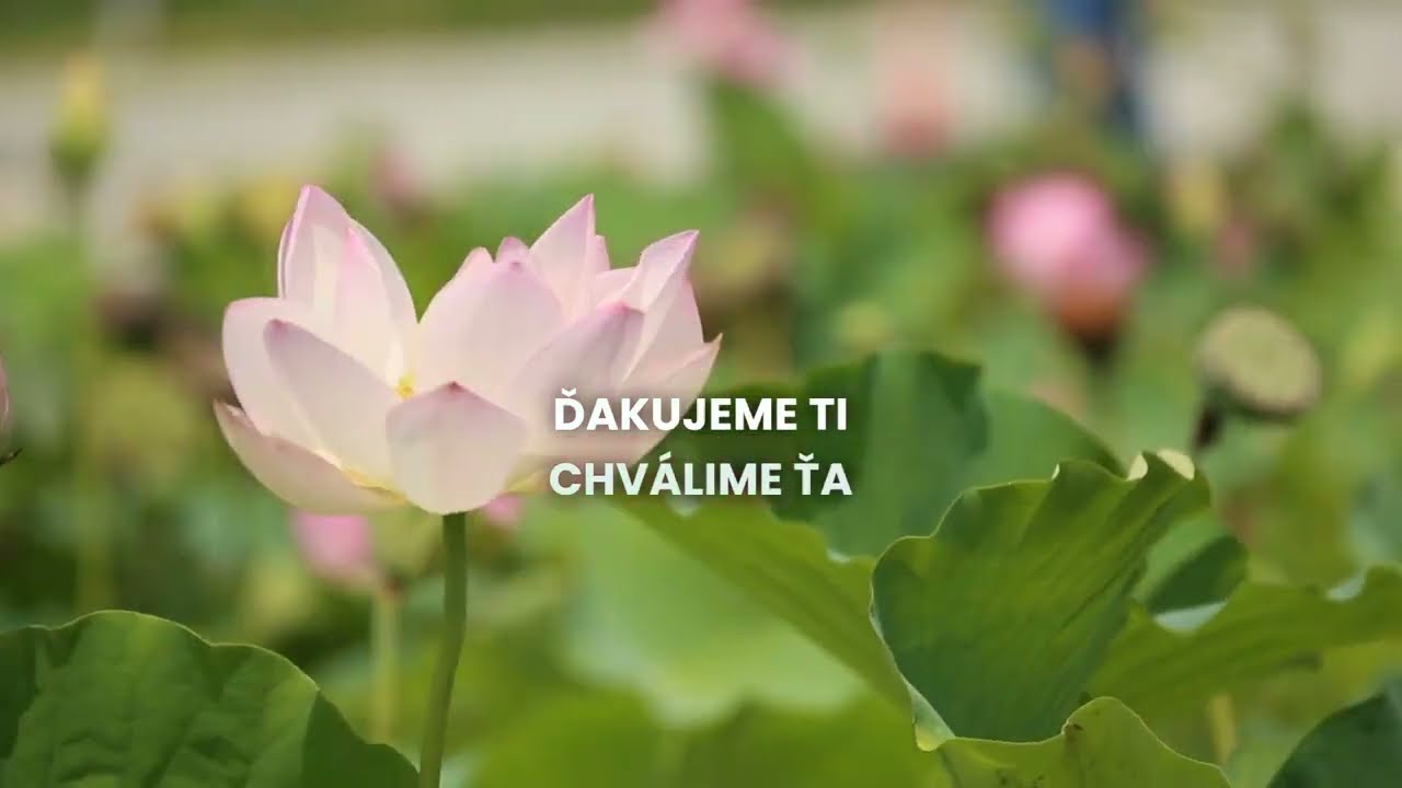 Prehrať video