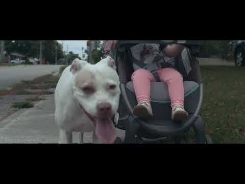 Breed Specific Legislation Documentary