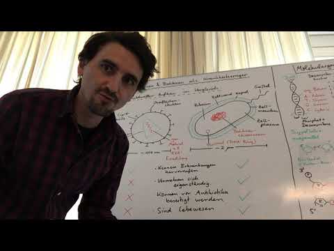 Viren und Bakterien - ein struktureller Vergleich