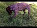 Braco Alemán de Pelo Corto - Pointer aleman - Braco aleman