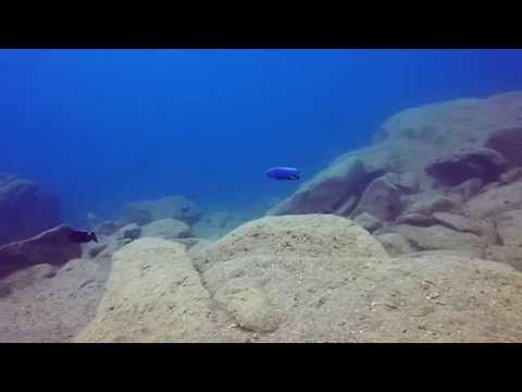 Cynotilapia axelrodi a Nkhata Bay