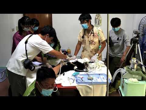 南安小黑熊由獸醫師進行健康檢查（花蓮林區管理處）