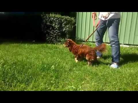 Skrzywdzony Rudzik – czy jego życie ma się tak skończyć z powodu braku pieniędzy? POMOCY!