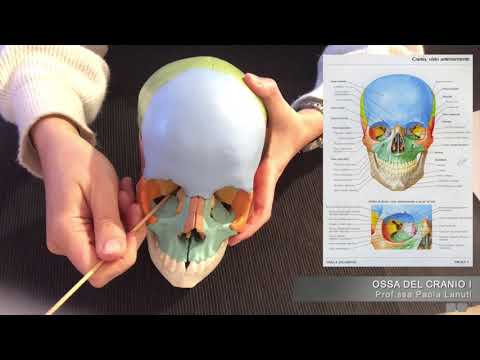 VIDEO COURSE SKULL BONES HUMAN ANATOMY I