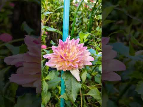 秋のマルチ：どのタイプを選択し、いつどのように適用するか？  庭園