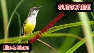 Download lagu Suara pikat ciblek, suara pikat burung perenjak gacor,. mp3