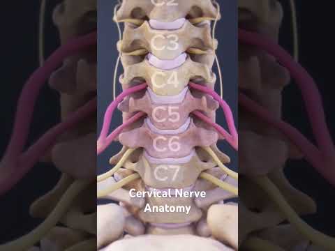 Cervical Nerve Anatomy