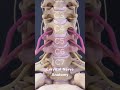 Cervical Nerve Anatomy