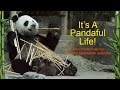 IT'S A PANDAFUL LIFE! How China is saving the giant panda from extinction