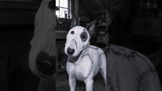 🖤🐶 FRANKENWEENIE — A SPOOKY LOOK INTO THE REAL WORLD!