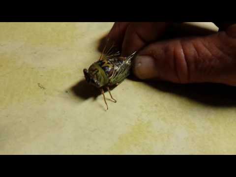 Cicada in my house