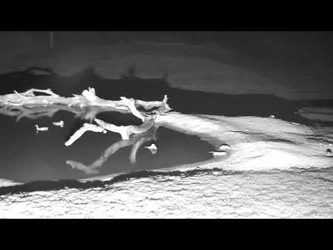 Djuma: Small herd of Elephants come to drink-Hosana was hiding behind pan - 23:17 - 12/14/18