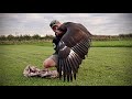 Imprinting my female Golden Eagle. THE DAKOTA PROJECT