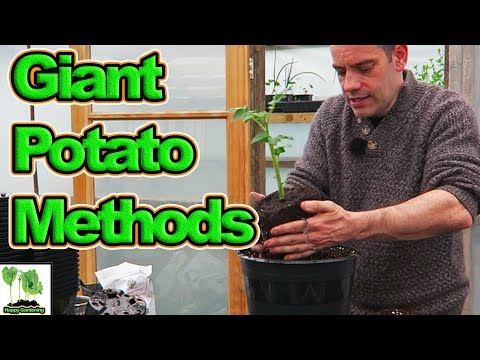 , title : 'How I Grow Giant Potatoes'