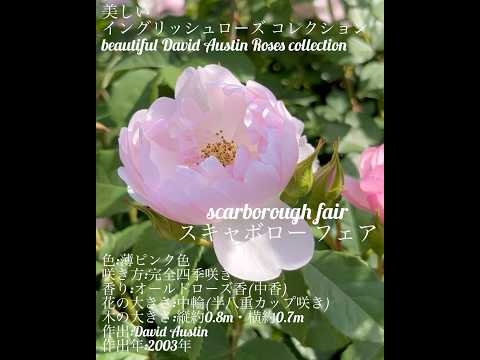 イングリッシュローズ「ヘリテージ」 植物