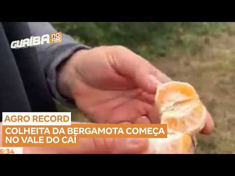 Colheita da bergamota movimenta produtores do Vale do Caí