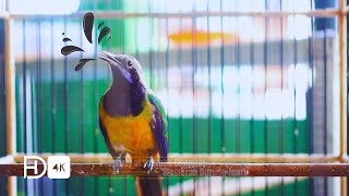 Download lagu Cucak Cungkok Gacor Bawakan Suara Asli Hutan Dengan Istimewa Cocok Sekali Untuk Isian Burung Bosku mp3