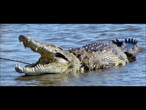 Flaco Pailos Tarzán