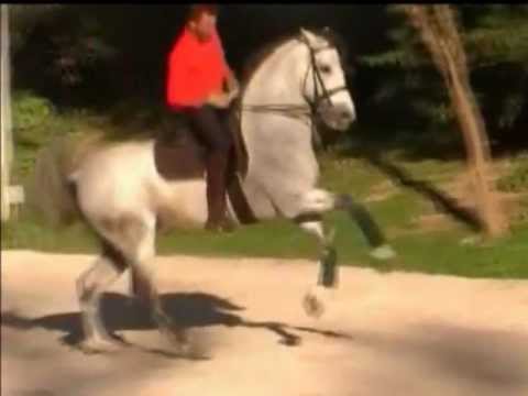 Evento P.R.E Stallion schooling PSG