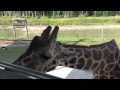 Giraffe Poop