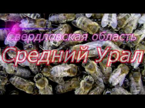 Улей со стеклом, пчёлы в клубе, зимовка у Карники продолжается.Beekeeping.