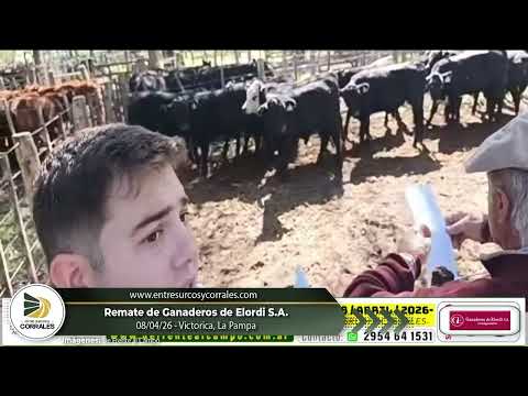 08-04-26 - Remate de Ganaderos de Elordi S.A. - Victorica, La Pampa