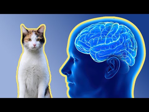 Cats Can Help Your Brain? 🧠 #shorts