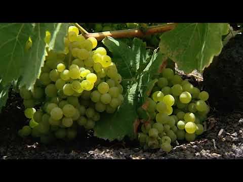 La peor cosecha de uva en 30 años amenaza al vino lanzaroteño
