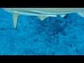 Bora Bora Black Tip Reef Sharks