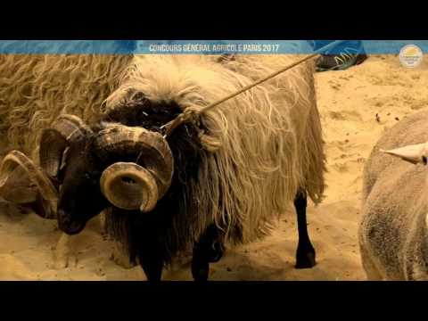 Voir la vidéo : Ring Ovins et Caprins du 04 mars 2017, partie 2