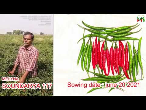 MELYNA SOUNDARYA 117