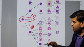 Download Lagu Immunology Kaplan USMLE Microbiology Chapter 2a Thumbnail