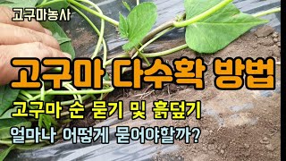 고구마농사 고구마 다수확 방법 초간단 고구마순 묻기로 수확량을 늘려보세요 고구마재배방법 숨비재제주농부