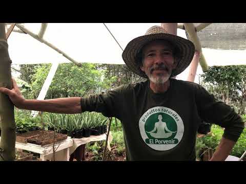 TYPES OF SALVIA? BE CAREFUL! There are 5 types of SALVIA. A poor choice would be a mistake.