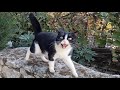 Tuxie The Cat Started Meowing As Soon As She Saw Us