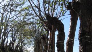 bittersweet,big head tood and the monsters