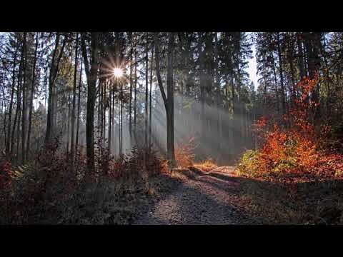 My Grandfather the Tree / Requiem (Jamshied Sharifi).