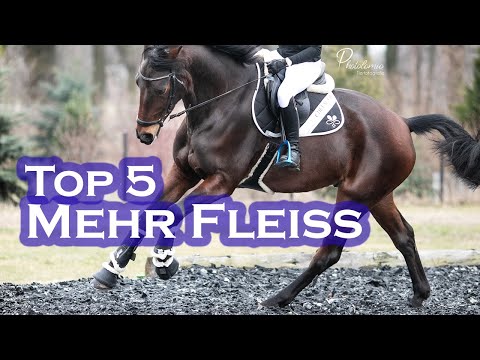 Dein Pferd ist FAUL? | Top 5 Übungen für MEHR Fleiß
