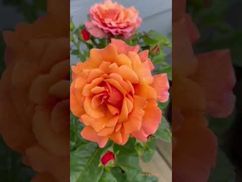 #sahiba#beautiful #flowers#Atishay jain the rockstar