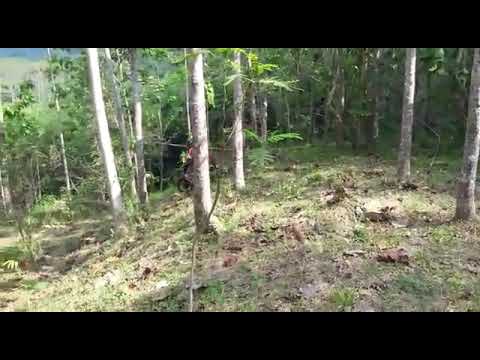 Motor Trail di pecundangi Simbah Naik Supra Fit