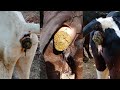 New Cow Dung Video Cow Pooping Video Safar Gav Ka