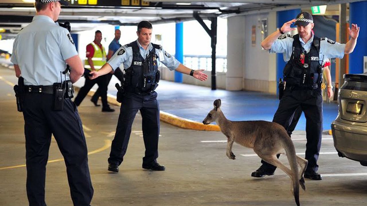 40+ Hilarious Australian Memes