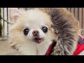 Epic Snow Quest To Our Fav Poop Spot