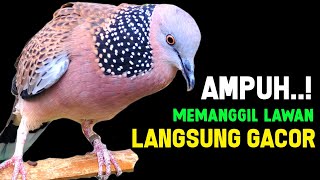 Download lagu Suara Burung Tekukur Gacor 2026 Terbaik Untuk Pancingan & Pikat Langsung Nyaut mp3