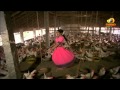 Bandipotu Simham Telugu Movie Video Songs Kulike Allari Andam Song Rajinikanth Chiranjeevi