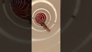 What a first-time cruiser REALLY thinks of Carnival Adventure