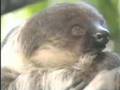 Sesame Street Creature Feature The Sloth