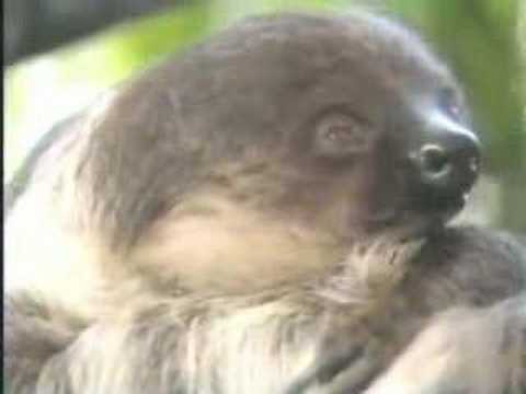 Creature Feature video thumbnail