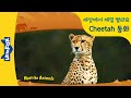치타동화 | 영어동화 | 세상에서 가장 빠른 치타 | the fastest land animal | Cheetah | 리틀팍스 Meet 