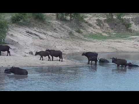 Djuma: Buffalo herd drinks at the dam - 16:03 - 11/13/21